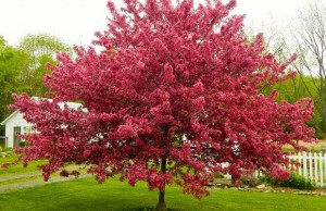 Ornamental Trees Melbourne