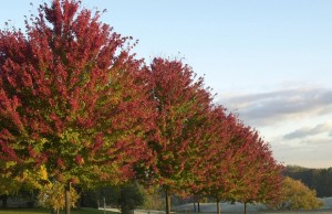 Trees Online
