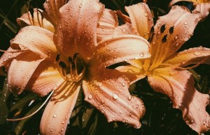 Plant Families