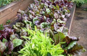 Edible Garden