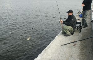 Fish Video Clips