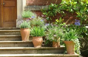 pot-plants