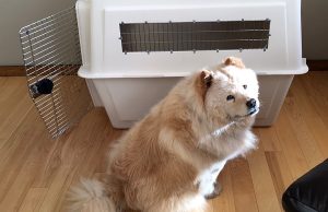 pet transport international