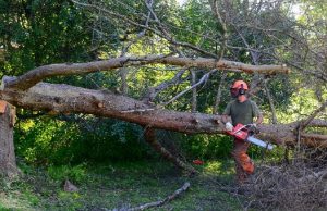tree removal