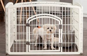 dog enclosure indoor