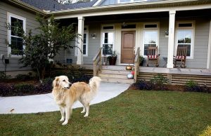 dog in the yard with hidden dog fence
