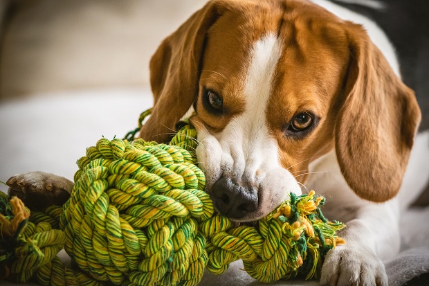 puppy with rope toy