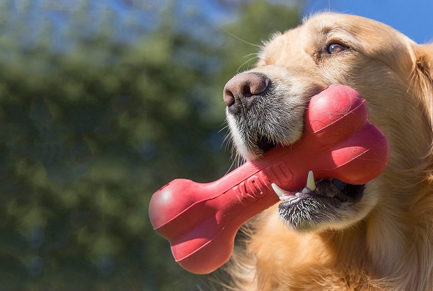 dog with treat dispensing toy