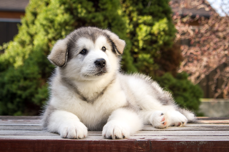 Alaskan Malamute puppy laying down outdoors.