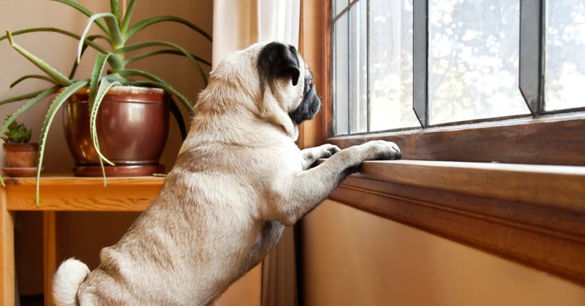 dog looking through a window