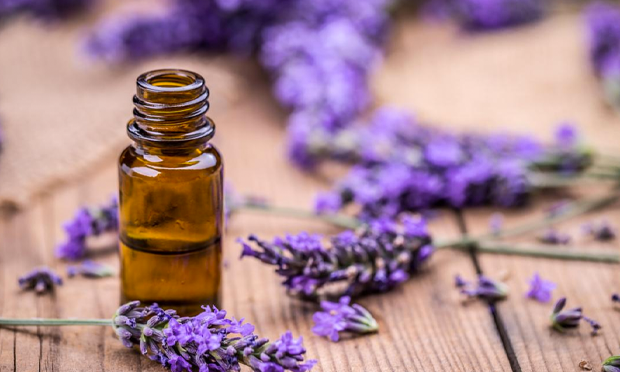 Lavender-Essential-oil