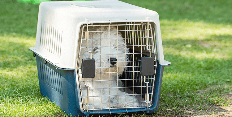 dog in a travel crate