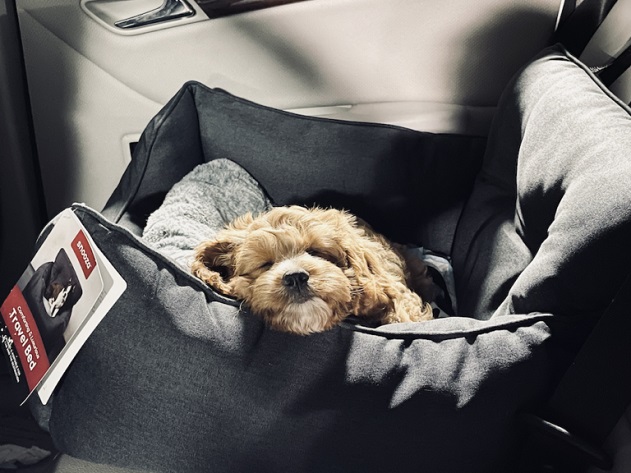 dog sleeping in a car