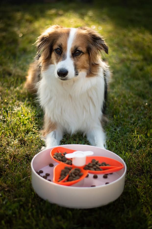 dog-slow-feeder