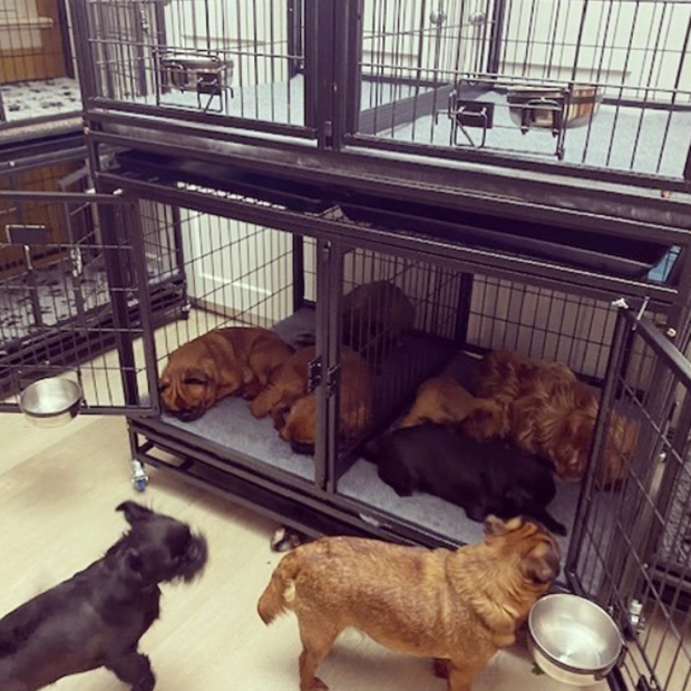 VEBO Metal Tube Stackable Twin Dog Crate